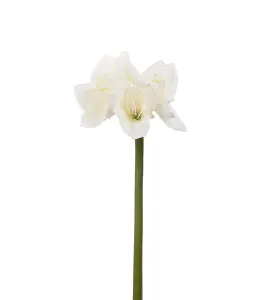 Amaryllis - Krem - 60 cm - www.frokenfraken.se