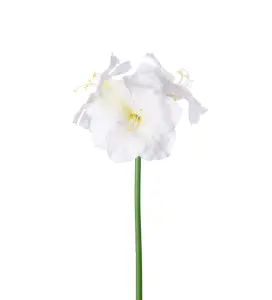 Amaryllis - Krem - 65 cm - www.frokenfraken.se