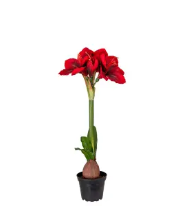 Amaryllis i potte - Rød - 50 cm - www.frokenfraken.se