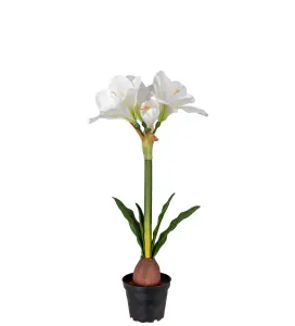 Amaryllis i krukke - Hvit - 50 cm - www.frokenfraken.se