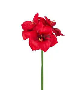 Amaryllis - Rød - 65 cm - www.frokenfraken.se
