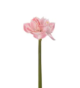 Amaryllis - Rosa - 60 cm - www.frokenfraken.se