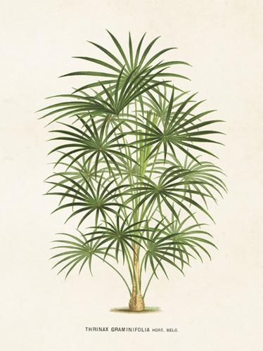 Plakat - Vintage - Palm - 18 x 24 cm - www.frokenfraken.se
