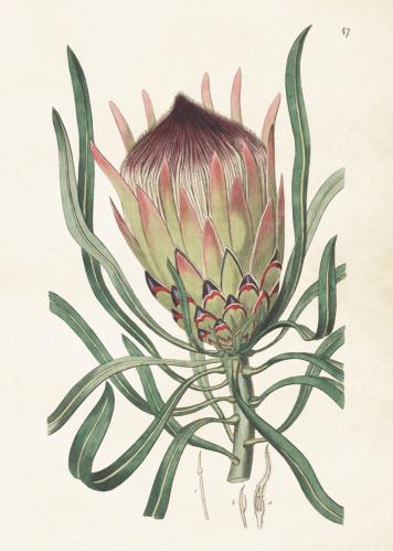 Plakat - Vintage - Protea - 50 x 70 cm - www.frokenfraken.se