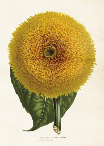 Plakat - Vintage - Californian Sunflower - 50 x 70 cm - www.frokenfraken.se
