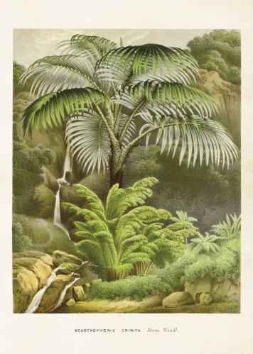 Plakat - Vintage - Palm - 50 x 70 cm - www.frokenfraken.se