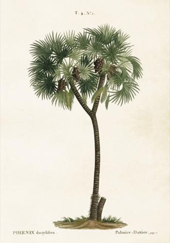 Plakat - Vintage - Palm - 35 x 50 cm - www.frokenfraken.se