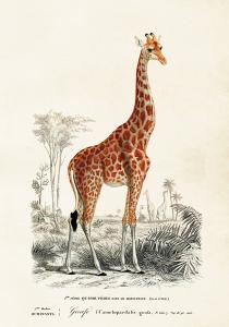 Plakat - Vintage - Giraff - 35 x 50 cm - www.frokenfraken.se