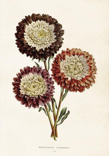 Plakat - Vintage - Krysantemum - 35 x 50 cm - www.frokenfraken.se
