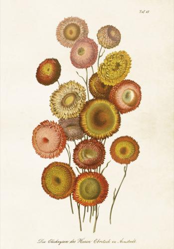 Plakat - Vintage - Hageblomster - 35 x 50 cm - www.frokenfraken.se