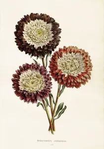 Plakat - Vintage - Krysantemum - 35 x 50 cm - www.frokenfraken.se