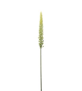 Eremurus - Grønn - 75 cm - www.frokenfraken.se