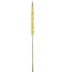 Eremurus - Gul - 190 cm - www.frokenfraken.se