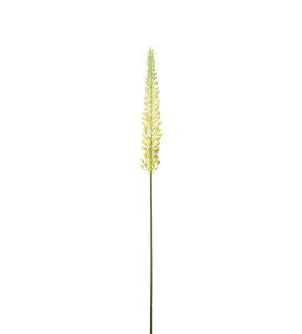 Eremurus - Gul - 75 cm - www.frokenfraken.se