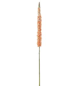 Eremurus - Oransje - 190 cm - www.frokenfraken.se