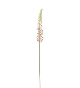 Eremurus - Rosa - 75 cm - www.frokenfraken.se