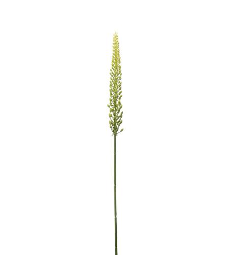 Eremurus - Grønn - 75 cm - www.frokenfraken.se