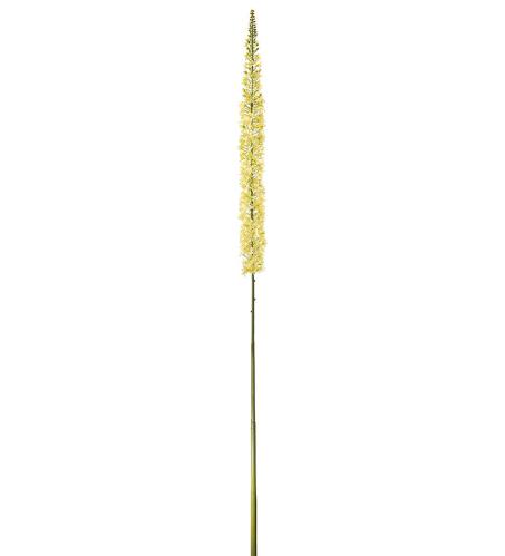 Eremurus - Gul - 190 cm - www.frokenfraken.se