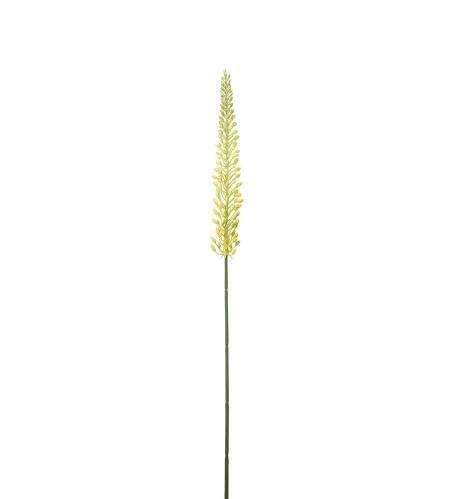 Eremurus - Gul - 75 cm - www.frokenfraken.se