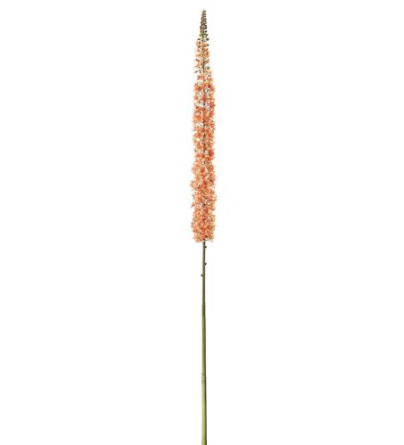 Eremurus - Oransje - 190 cm - www.frokenfraken.se
