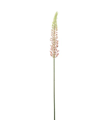 Eremurus - Rosa - 75 cm - www.frokenfraken.se