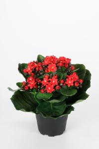 Kalanchoe - Rød - 20 cm - www.frokenfraken.se