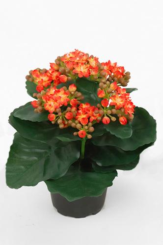 Kalanchoe - Oransje - 20 cm - www.frokenfraken.se