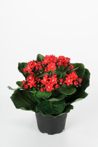Kalanchoe - Rød - 20 cm - www.frokenfraken.se