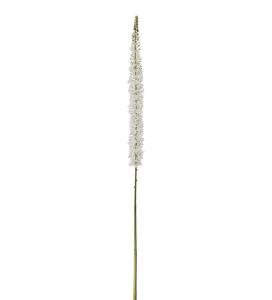 Eremurus - Vit - 190 cm - www.frokenfraken.se