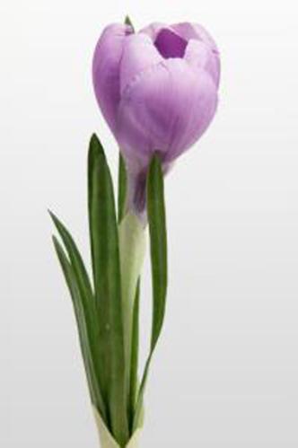Crocus - Lilla - 20 cm - www.frokenfraken.se