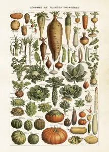 Plakat – Grønnsaker – 50 x 70 cm - www.frokenfraken.se
