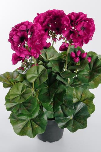 Pelargon - Lilla - 35 cm - www.frokenfraken.se
