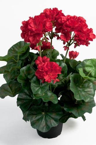 Pelargon - Rød - 35 cm - www.frokenfraken.se