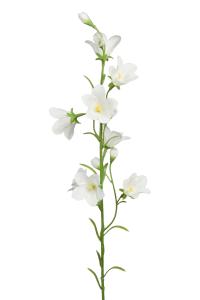 Blåklokke - Hvit - 65 cm - www.frokenfraken.se