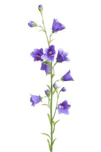 Blåklokke - Blå - 65 cm - www.frokenfraken.se