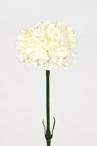 Nejlika - Hvit - 55 cm - www.frokenfraken.se