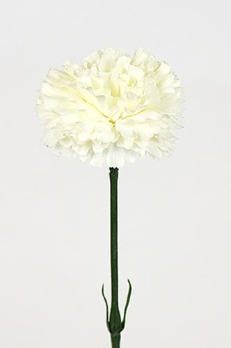 Nejlika - Hvit - 55 cm - www.frokenfraken.se