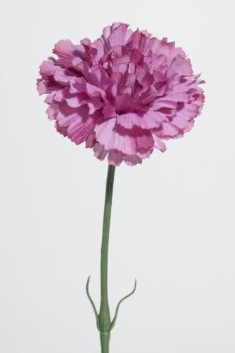 Nejlika - Lilla - 55 cm - www.frokenfraken.se