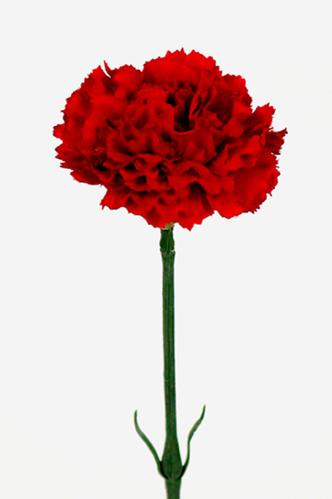 Nejlika - Rød - 55 cm - www.frokenfraken.se