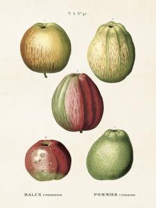 Plakat - Vintage - Epler - 18 x 24 cm - www.frokenfraken.se