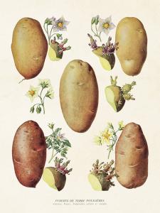 Plakat - Vintage - Potatis - 18 x 24 cm - www.frokenfraken.se