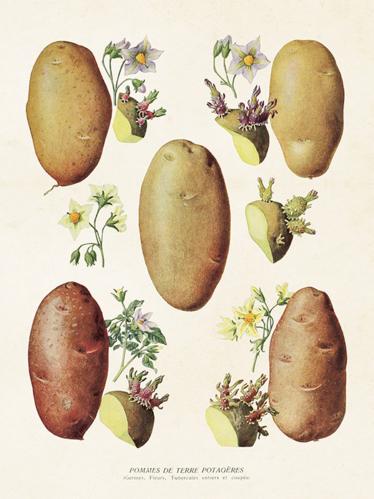 Plakat - Vintage - Potatis - 18 x 24 cm - www.frokenfraken.se