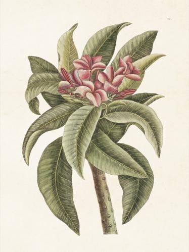 Plakat - Vintage - Tempelblomst - 18 x 24 cm - www.frokenfraken.se