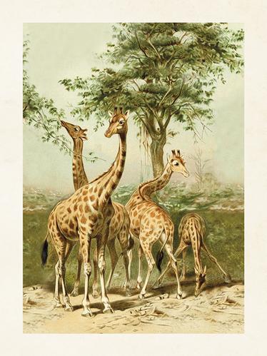 Plakat - Vintage - Giraffer - 18 x 24 cm - www.frokenfraken.se