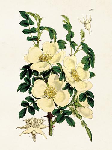 Plakat - Vintage - Hvit Rose - 18 x 24 cm - www.frokenfraken.se