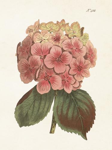 Plakat - Vintage - Hortensia - 18 x 24 cm - www.frokenfraken.se