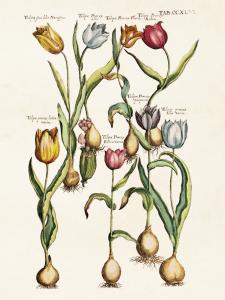 Plakat - Vintage - Flere Tulipaner - 18 x 24 cm - www.frokenfraken.se