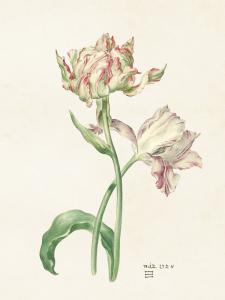 Plakat - Vintage - Tulipaner - 18 x 24 cm - www.frokenfraken.se