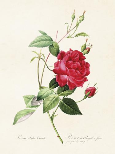 Plakat - Vintage - Rose Rød - 18 x 24 cm - www.frokenfraken.se