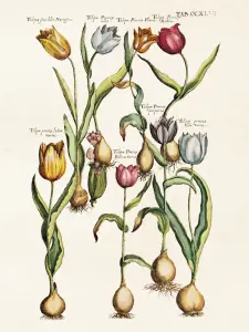 Plakat - Vintage - Flere Tulipaner - 18 x 24 cm - www.frokenfraken.se